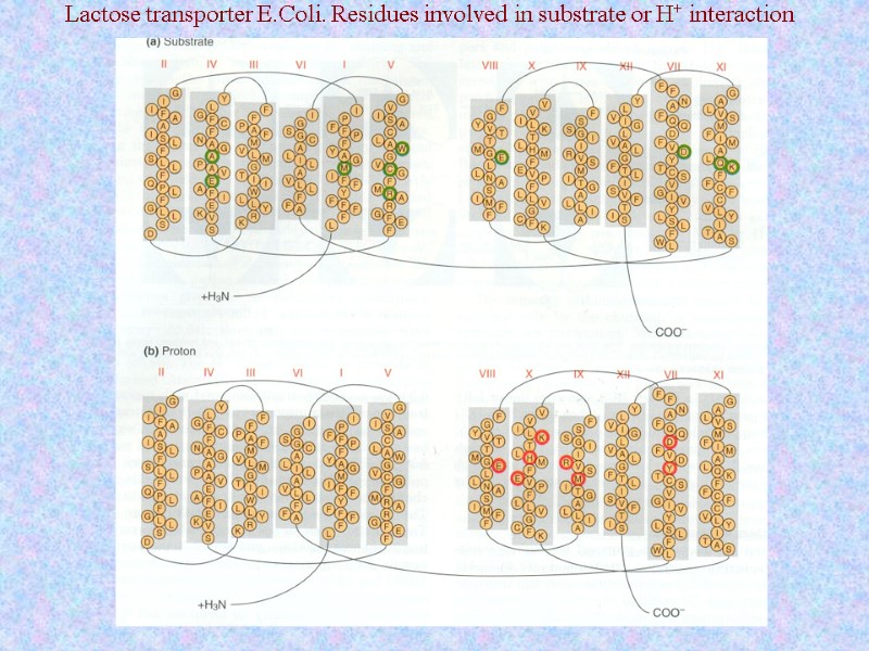 Lactose transporter E.Coli. Residues involved in substrate or H+ interaction